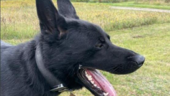 PD Kilo has dark black fur