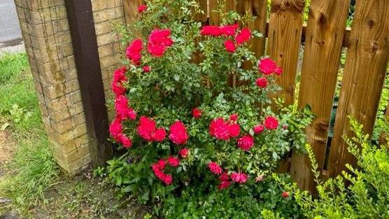 A colourful flowering plant in the flowers beds at Newton Hall