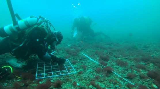 Two scuba divers surveying the sea bed