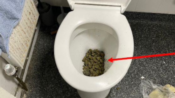 A white toilet which has cannabis inside the bowl.