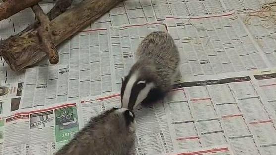 Martha the badger and Ruby