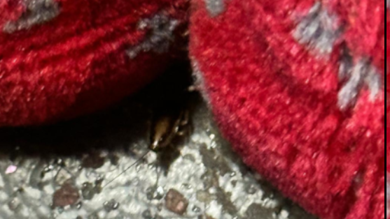A cockroach can be seen with long antennae under the red seat of a London bus