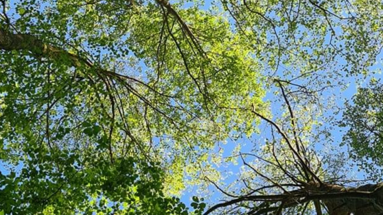 A view of trees from the perspective of a hammock