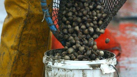 Cockle picking