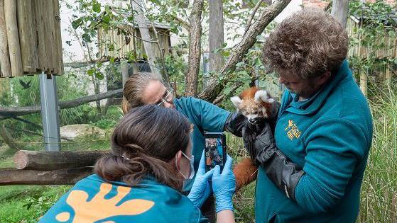 Three keepers carry out a three-month health check on one of the cubs. One of the women is holding the cub and another is taking a photograph of it for ID. The third woman is stroking the animal.