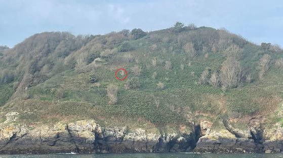 Site of hornets' nest on Sark