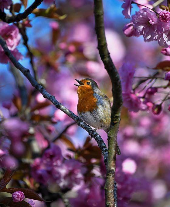 Flowering blossom tree with pink flowers and the robin perched on a branch 