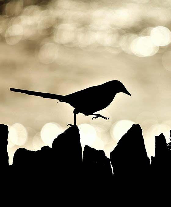 Outline of a bird walking along top of the rock 