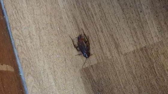 A dead bedbug laying on laminated flooring