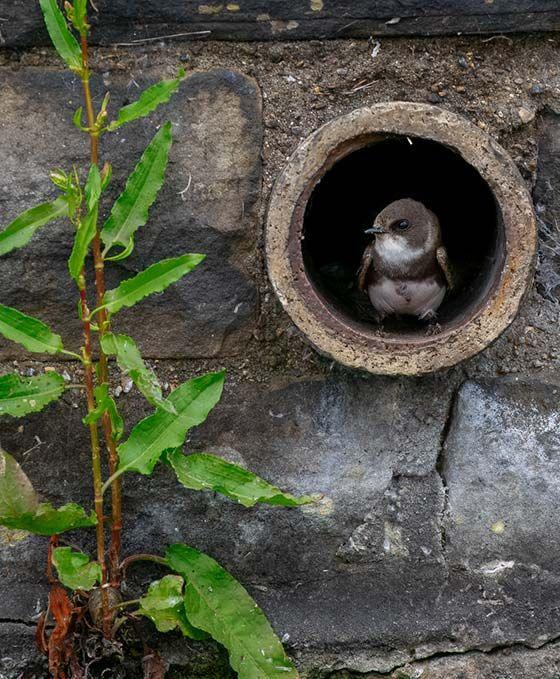 Bird coming out of pipe 