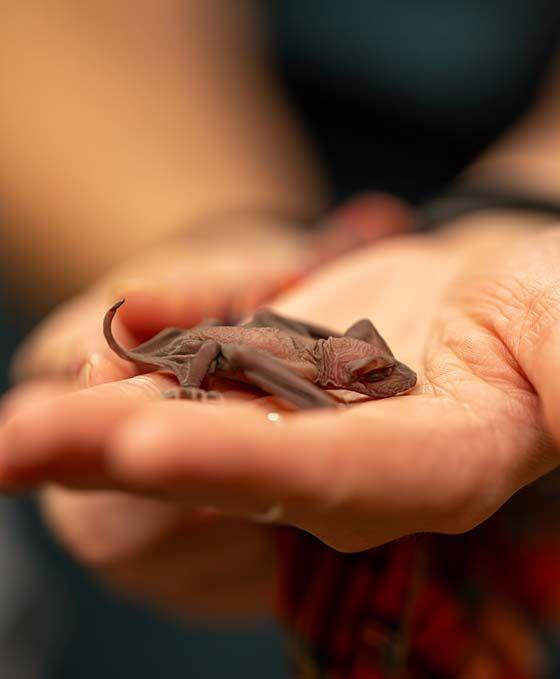 Hands holding a small bat 