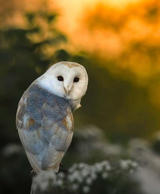 Barn owl looks towards camera with sunset behind it 