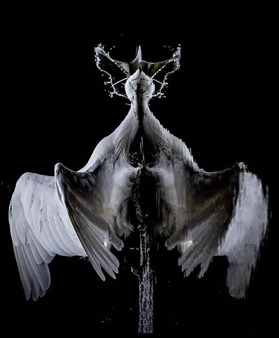 Black and white image of the bird with it's wings splayed over water 