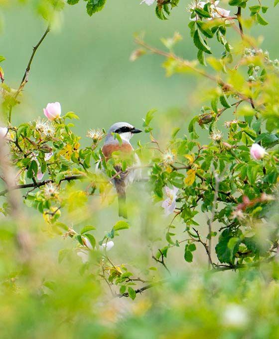 Bird seen sitting on a branch with leaves and pink flowers surrounding it 