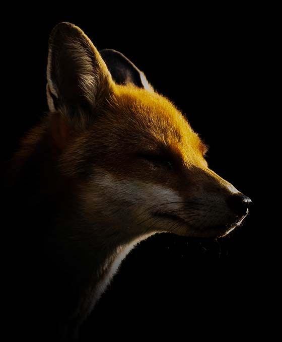 Fox with only the top of its head lit up 