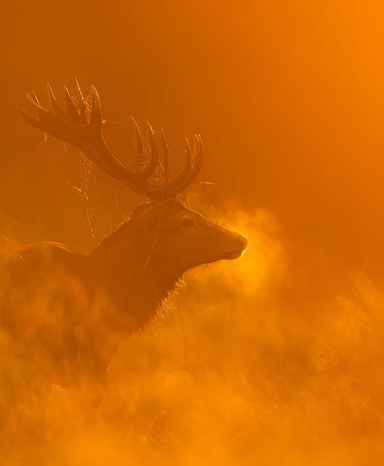 Stag lit up with orange coloured light 