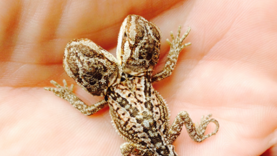 two-headed lizard born in Birkenhead