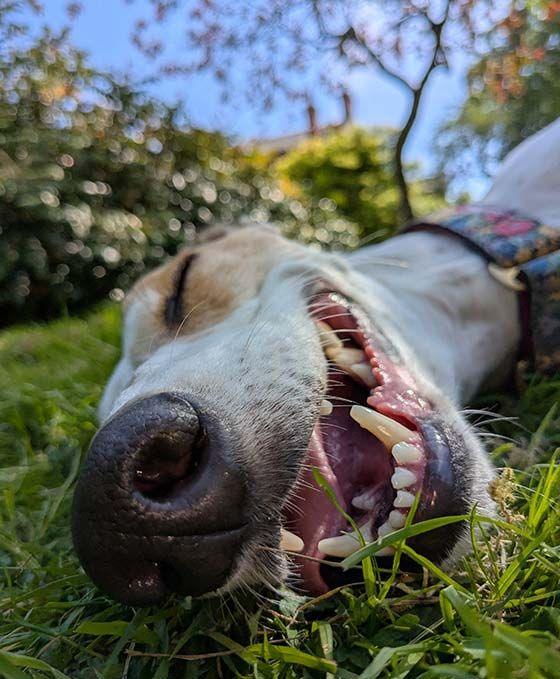 Dog lying on grass 