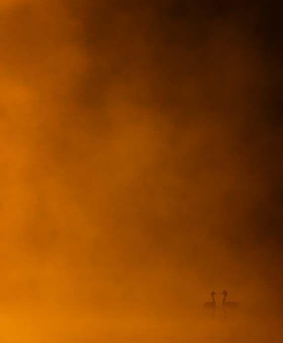 Mist covers most of the frame with two small birds - grebes - visible in the bottom right hand corner 