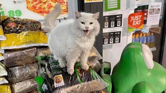 Pixie, a white long-haired cat, outside a petrol station, with her mouth open, sitting on a bag. A green big is beside her, and her tail is up. There are posters for the shop all around her.