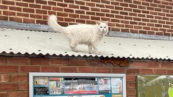 Pixie on a roof