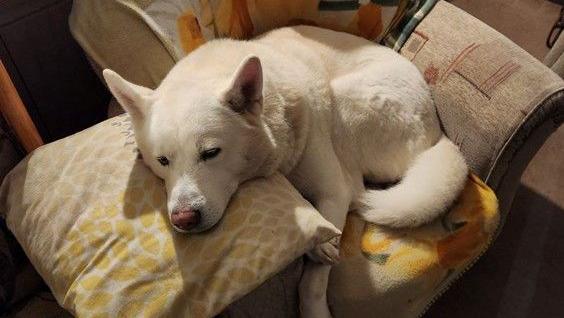 A white akita dog lies down on an armchair, looking sleepy