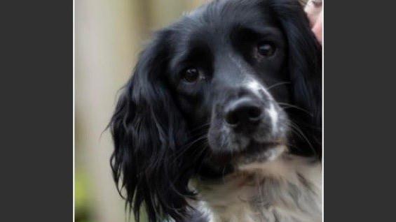 A general picture of Puffin the Springer Spaniel. 