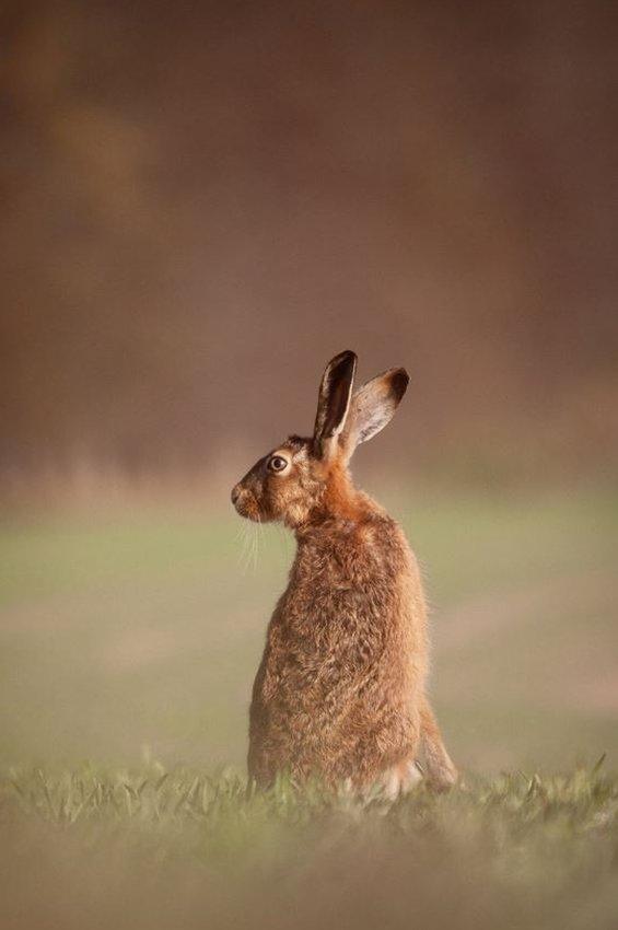 Brown hare looking around in a field