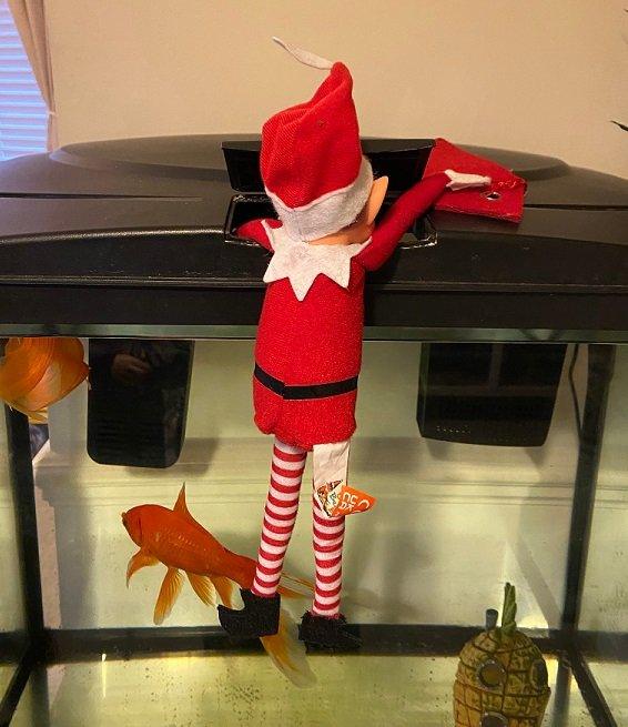 elf by a fish tank