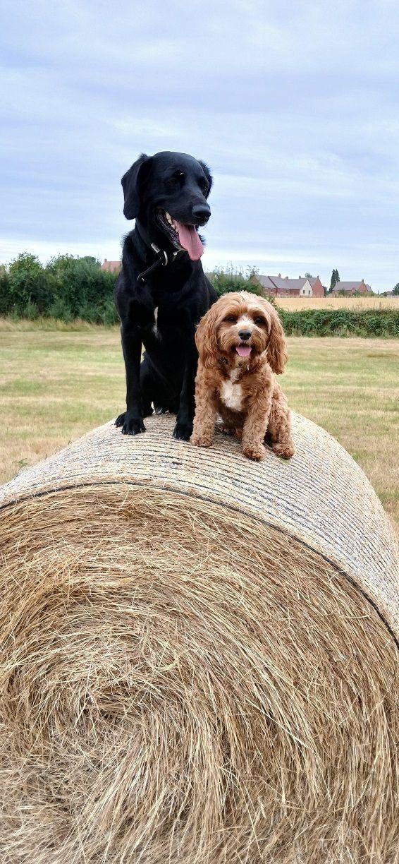 A black dog and a brown coloured dog sit on top of a round hay bale in a field, both have their tongues out.
