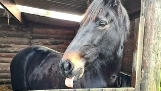 A black horse in wooden stables. The horse has its tongue out