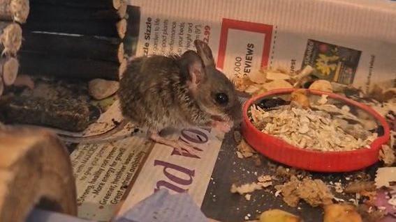 A small mouse next to a small bowl filled with what looks like oats and small fruit and nuts. There is newspaper under his feet and a wooden log in behind him