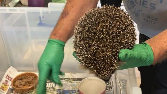 A hedgehog being held by someone wearing green latex gloves