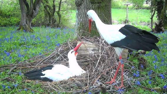 Two adult storks guard a nest containing eggs. One stork is sitting on the eggs while the other stands next to it. The birds have bright red beaks and long, red legs. They have white feathers with deep, black feathers decorating the tips of their wings.