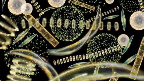 Mixed phytoplankton (Image courtesy of Dr Richard Kirby)