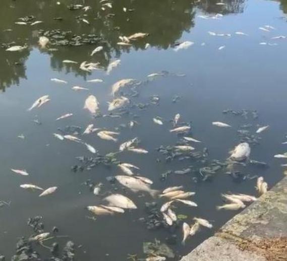 Dead fish in Lower Radnor Pond, Radnor Park, in Folkestone