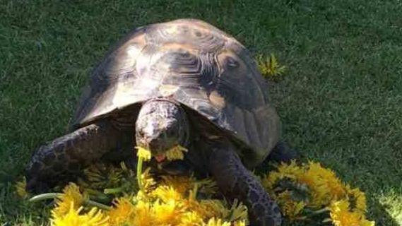 35-year-old tortoise in garden eating yellow flowers on the grass