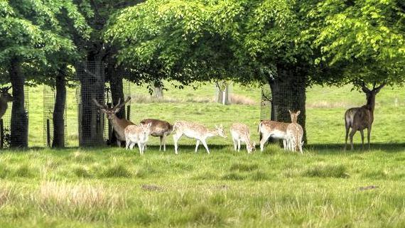 A group of young and older deer graze on the grass with trees in the background on a sunny day