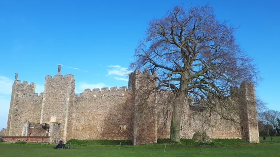 A view of Framlingham Castle with the large copper beech tree standing in front of it on a sunny day with little clouds in the sky.