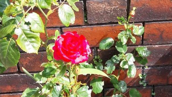 A red rose blooms near a wall