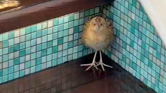 Brown step with green-blue tiles and a little bird huddled in the corner, it is raining.