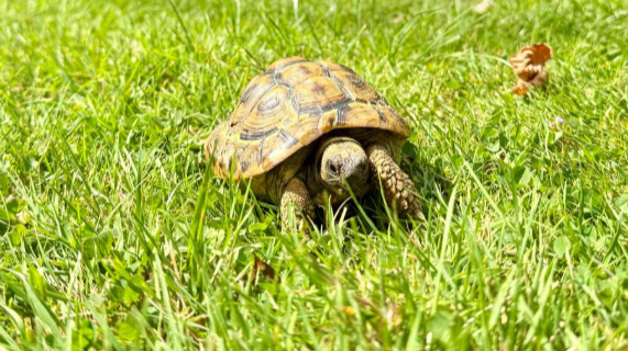 A tortoise in the grass