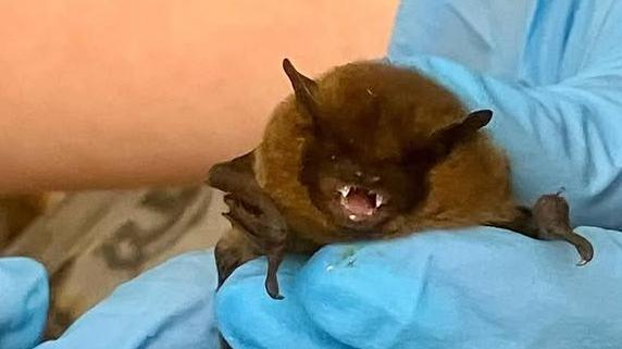 Bat rescue
