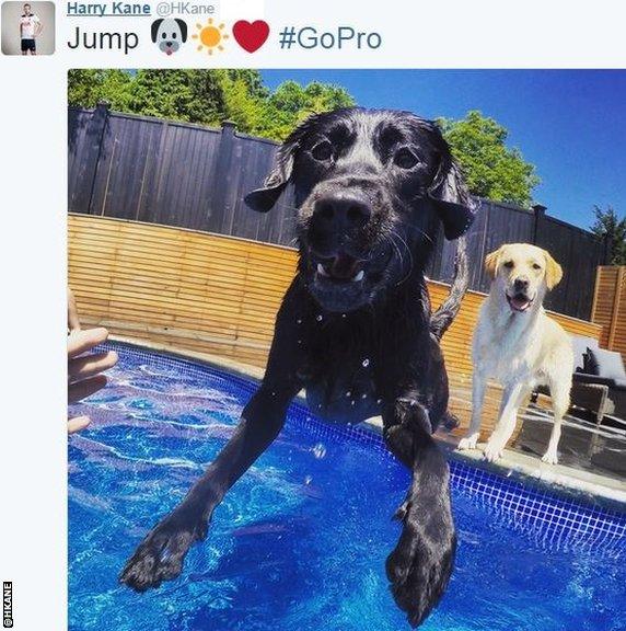 Harry Kane's dogs