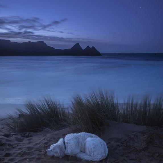 Murphy (a white dog) lies curled up in the sand, with dunes behind him and the sea behind the dunes looking grey and blue. The three peaks of Three Cliffs Bay are in darkness in the background.