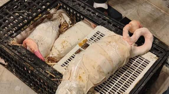 Flamingos tightly wrapped into packages and left inside crates.