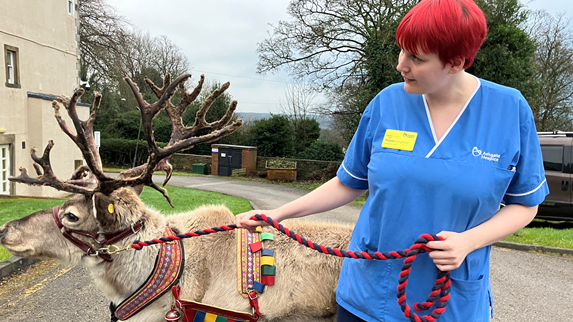 A reindeer on a lead being held by a member of nursing staff outside the hospice