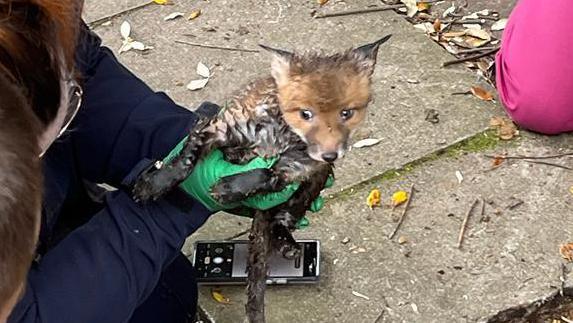 A fox that has been rescued from an underground pipe in Colchester