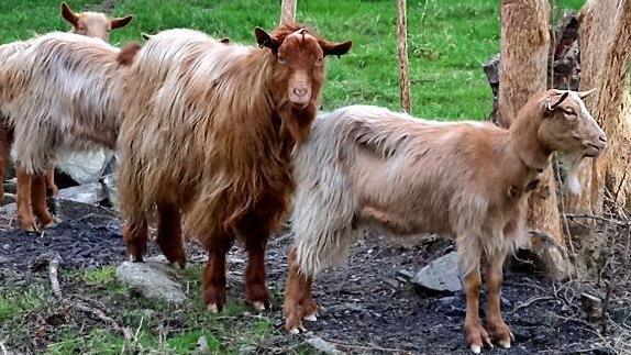 Three golden goats standing in a green field, with one looking at the camera.