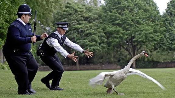 Still image from Hot Fuzz movie. Two uniformed police officers are chasing after a flapping swap in a park. One has an extendable black baton while the other has his arms outstretched as he gives chase.